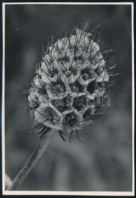 cca 1936 Kinszki Imre (1901-1945) budapesti fotóművész hagyatékából, pecséttel jelzett vintage fotó (Közelkép egy virágról), 16,8x11,5 cm