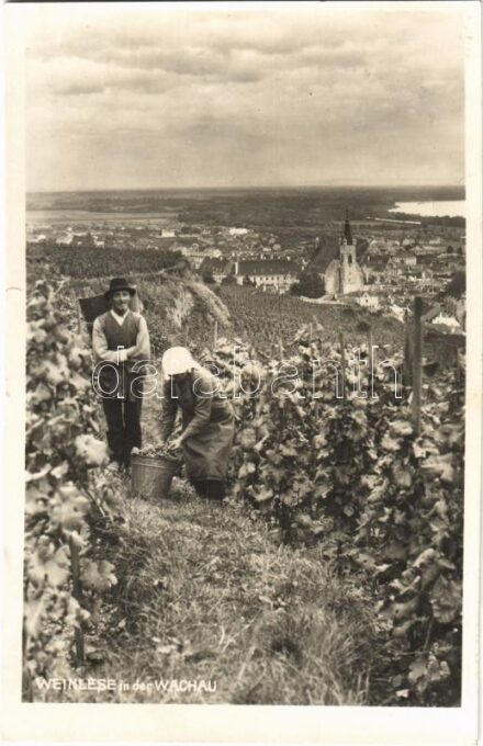 1931 Wachau, Weinlese / grape harvest (tiny tear)