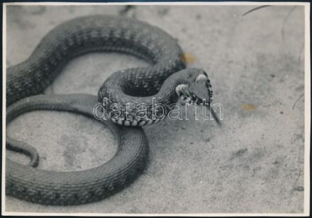 1938 Kinszki Imre (1901-1945) budapesti fotóművész hagyatékából, pecséttel jelzett és a szerző által feliratozott vintage fotó (Vizisikló), kis barna foltokkal, 11,4x16,3 cm