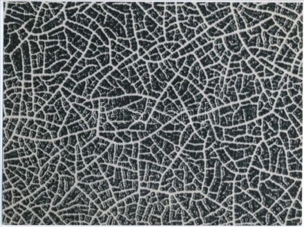 cca 1935 Kinszki Imre (1901-1945) budapesti fotóművész hagyatékából, a szerző által feliratozott vintage fotó (macro-photograph), 15x19,7 cm