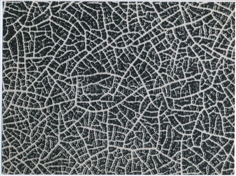 cca 1935 Kinszki Imre (1901-1945) budapesti fotóművész hagyatékából, a szerző által feliratozott vintage fotó (macro-photograph), 15x19,7 cm