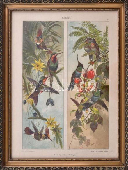 cca 1895 Kolibri, a Dekorative Vorbilder sorozatból, P. Wagner munkája, nyomat, papír. 34x25 cm, üvegezett fakeretben