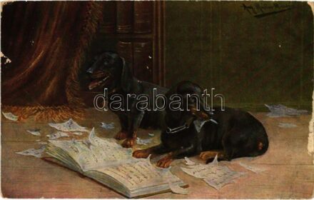 1917 Tacskók / Dachshund dogs s: Aug. Müller (fa)
