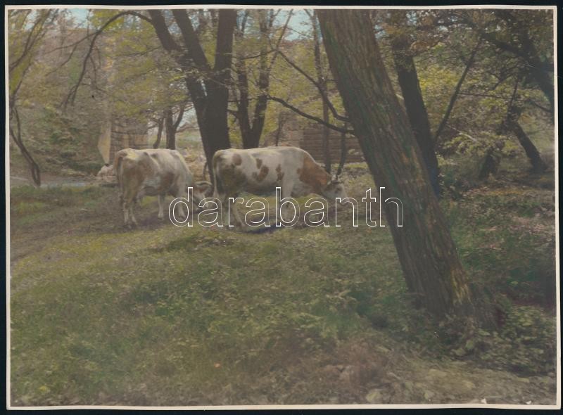 Vidéki tájak, tehenek, 4 db kézzel színezett fotó, 17×23 cm - Image 2