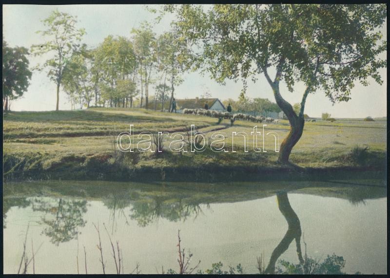 Vidéki tájak, tehenek, 4 db kézzel színezett fotó, 17×23 cm - Image 3