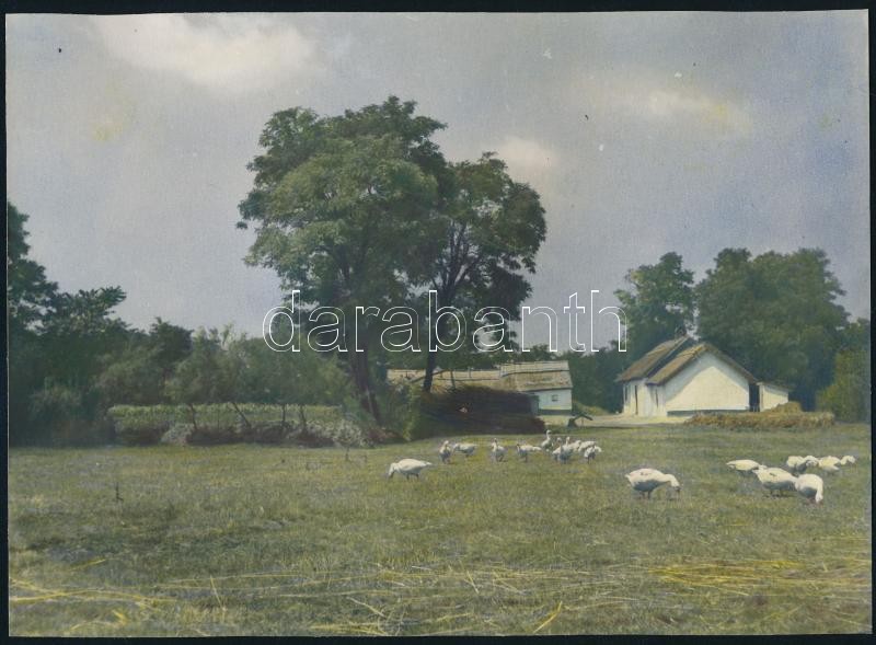 Vidéki tájak, tehenek, 4 db kézzel színezett fotó, 17×23 cm - Image 4