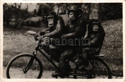 Kerékpározó csimpánzok az Állatkertben. Kiadja Budapest székesfőváros állat- és növénykertje. Hölzel Gyula felvétele / Chimpanzees riding a bicycle at the Budapest Zoo (fl)
