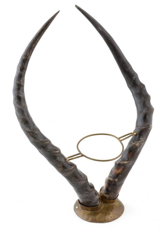 Antilopszarv asztali dísz Afrikából, italtartó 38 cm