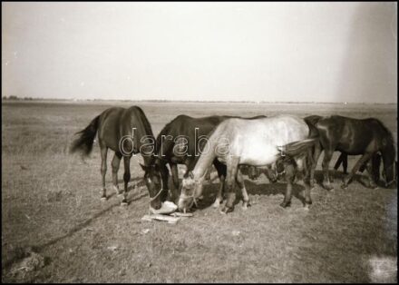 cca 1927 Hortobágy (echós szekér, ménes, bojtár, cserény, a hídi vásárra érkezett pusztai emberek, gémeskút), Kerny István (1879-1963) budapesti fotóművész hagyatékából 6 db vintage NEGATÍV, 6x9 cm és ehhez közeli méretek