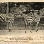 1904 New York, Zoological Park. Crawshay's Zebra. N.Y. Zoological Society (small tear)