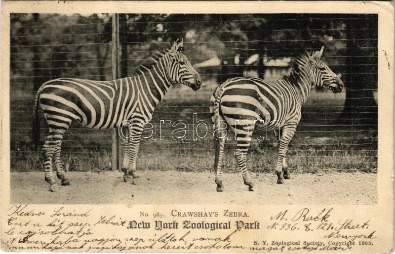 1904 New York, Zoological Park. Crawshay's Zebra. N.Y. Zoological Society (small tear)