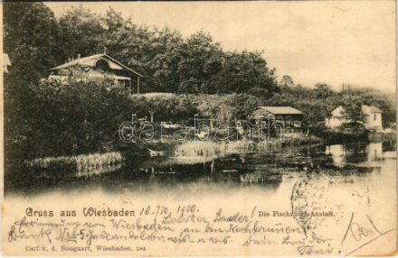 1900 Wiesbaden, Die Fischzucht Anstalt / fish farm