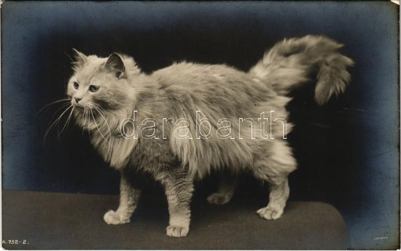 Cat. Rotary Photo, London
