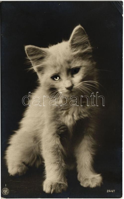 Cats. NPG 2447. (EK)