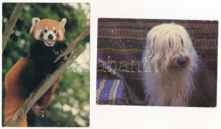 20 db MODERN állatos képeslap / 20 modern animal motive postcards