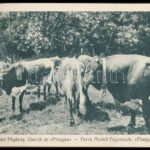 cca 1925 Fogaras és környéke képes leporello füzet 40 képpel - Image 3