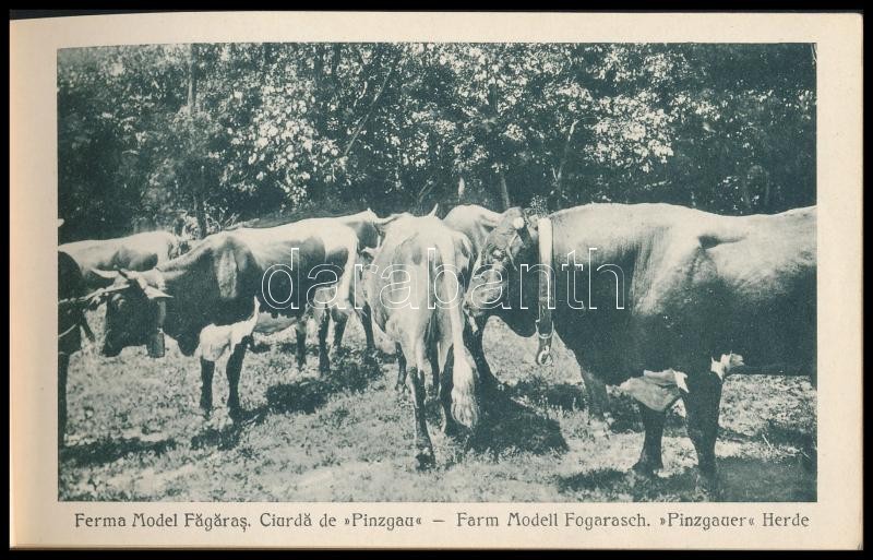 cca 1925 Fogaras és környéke képes leporello füzet 40 képpel - Image 3