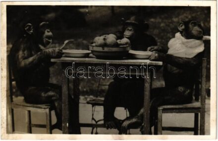 Csimpánzok úri étkezése a budapesti állatkertben. Hölzel Gyula felvétele, kiadja Budapest székesfőváros állat- és növénykertje / chimpanzees eating in the zoo (fl)