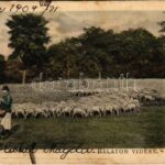 1904 Balaton vidéke, juhnyáj, magyar folklór. D.K.F.E. 899. (EB)
