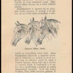 Mikecz Béla: Lóismeret-vezérfonal. Bp.,[1936.],Monopol, 128 p. Első kiadás. Gazdag képanyaggal illusztrált. Kiadói kissé kopott félvászon-kötés. - Image 3