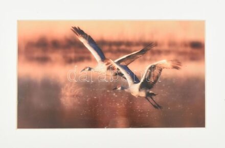 Robert Duncalf: Kanadai daru. Fotópapír, paszpartuban, jelzés nélkül, kis sérüléssel 19,5x35cm