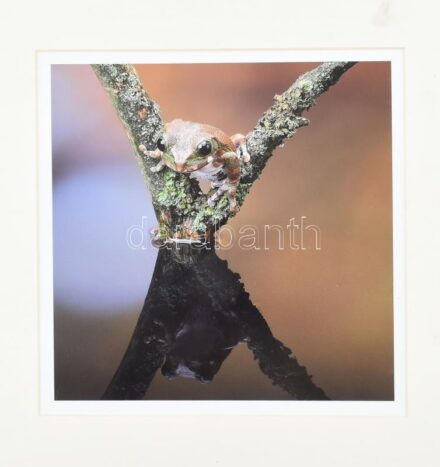 Robert Duncalf: Béka. Fotópapír, paszpartuban, jelzés nélkül, 26x26cm