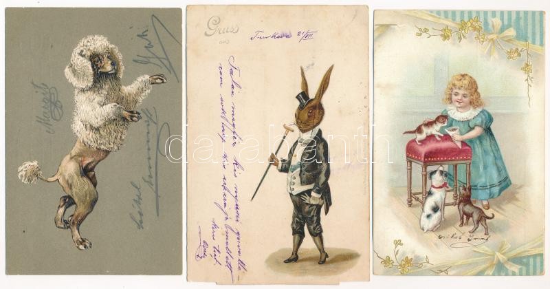 11 db RÉGI állatos képeslap / 11 pre-1945 animal postcards