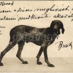 1904 Dog. Serie 86-2186. (EK)
