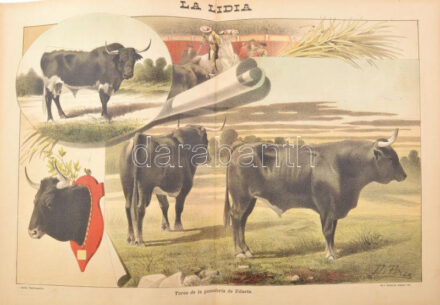 19 db Bikaviadalokat ábrázoló nagy méretű litográfia. - Spanyolország, 1890-es évek, La lidia revista taurina ilustrada c. magazin képei. 56x41 cm, jó állapotban / 19 large lithographs about bull fights from the 1890-s. 56x41 cm