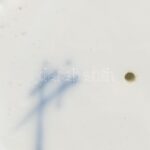 Kardos jelzéssel: Macska, kopásnyomokkal, m: 9 cm - Image 2
