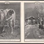 Zeiss Tessar Hatschek és Farkas Budapest IV. képes prospektus - Image 3
