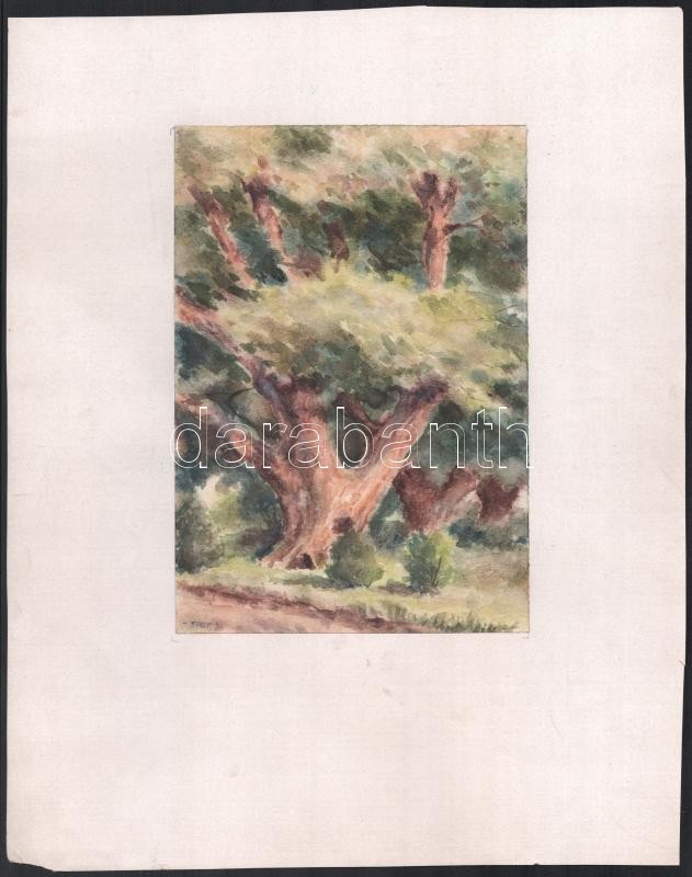 Sostarics Lajos (1896-1968): Öreg tölgy. Akvarell, papír, jelzett, kartonra kasírozva, 21,5x15 cm