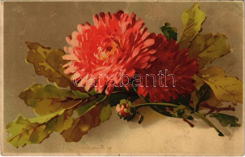 1910 Flowers. Meissner & Buch Künstler-Postkarten Serie 1631. 'Astern' litho s: C. Klein (lyuk / hole)