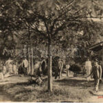 1909 Jaboticabal (Sao Paulo), Jardim Publico / park, garden (small tear)