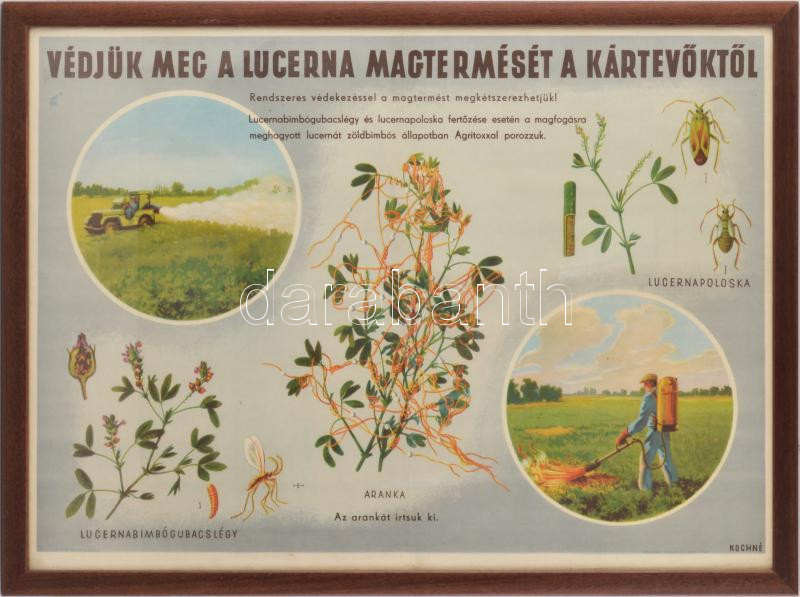 A lucerna kártevői Nagy méretű mezőgazdasági plakát üvegezett keretben. 50x70 cm