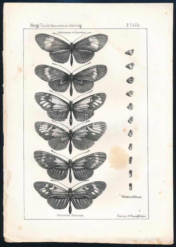 Thanhoffer Lajos (1843-1909): 3 db tábla, pillangók, madarak...stb, litográfiák, 25x19 cm + 1869 Természettudományi Közlöny I. köt. 5-6. füzet. Szerk.: Szily Kálmán. Pest, 1869, Khór és Wein. Papírkötésekben, az 5. kötet - Image 4
