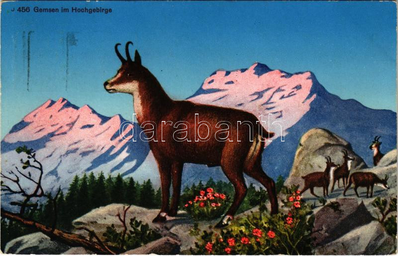 1934 Gemsen im Hochgebirge / Chamois in the mountains