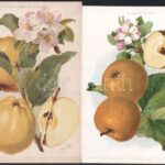cca 1910 4 db gyümölcsöket ábrázoló litográfia 26x18 cm - Image 2