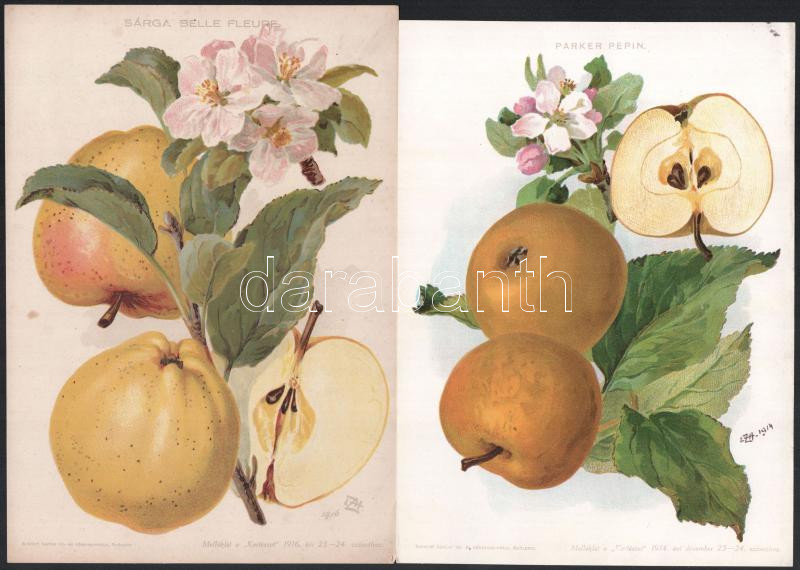 cca 1910 4 db gyümölcsöket ábrázoló litográfia 26x18 cm - Image 2