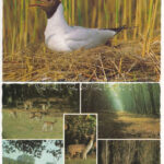 30 db MODERN állatos motívum képeslap / 30 modern animal motive postcards