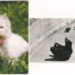 30 db MODERN állatos motívum képeslap / 30 modern animal motive postcards - Image 2