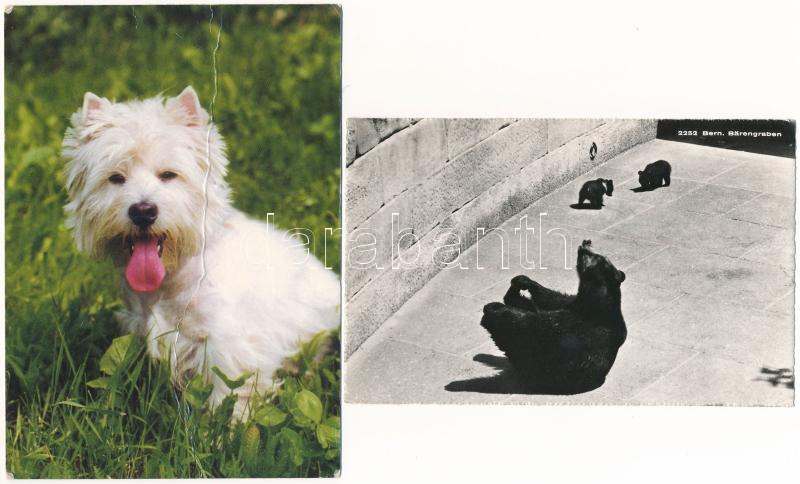 30 db MODERN állatos motívum képeslap / 30 modern animal motive postcards - Image 2