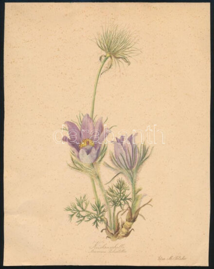 3 db jelzett mű: Elsa M. Felsko (1908-?): Küchenschelle (Kökörcsin). Akvarell, papír, jelzett, a lapon apró foltokkal, 24,5x19 cm + Olvashatatlan jelzéssel: Bruges (Brugge), Roomsch Couvent. Rézkarc, papír, kis foltokkal, 14x9 cm +