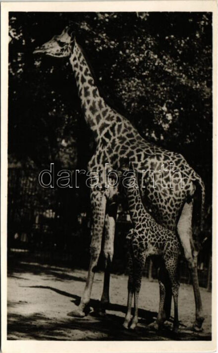Budapest XIV. Városliget, Székesfővárosi állat- és növénykert, Zoo Budapest, zsiráfanya borjával. Hölzel Gyula felvétele