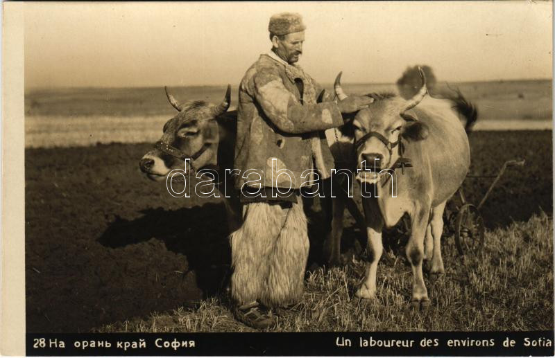 1929 Sofia, Sophia, Sofiya; Un laboureur des environs / farmer with oxen, folklore . photo