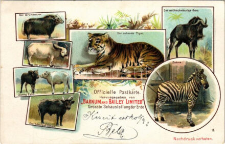 Der Grunzochs. Das weisschwänzige Gnu. Der ruhende Tiger. Der weisse Büffel. Zwerg Zebu. Dreihörniger Ochse. Zebra. Grösste Schaustellung der Erde. Herausgegeben von Barnum and Bailey Limited / Cirkuszi állatok / Circus animals, Art Nouveau