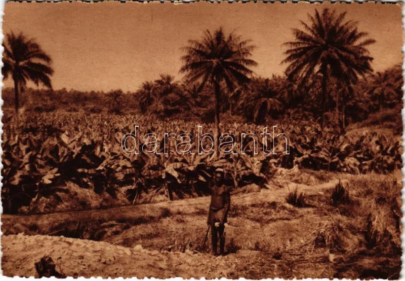 Kindia, Plantation de bananes / banana plantation (EK)