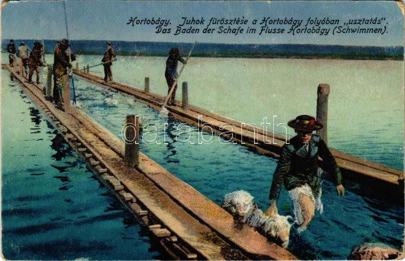 1937 Hortobágy, juhok fürösztése a Hortobágy folyóban, úsztatás (EK)
