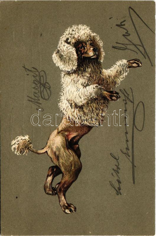 1902 Dog, poodle. Emb. litho