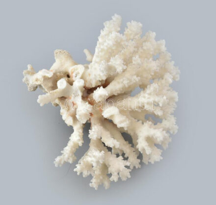 Fehér korall, sérülésekkel, d: 18 cm